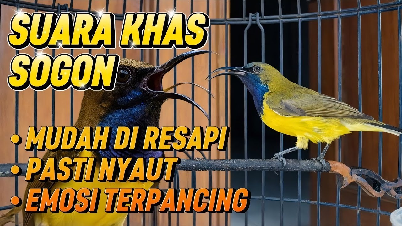Suara khas sogon‼️ burung mudah meresapi terpancing bunyi dan gacor #sogon #pancingansogon 