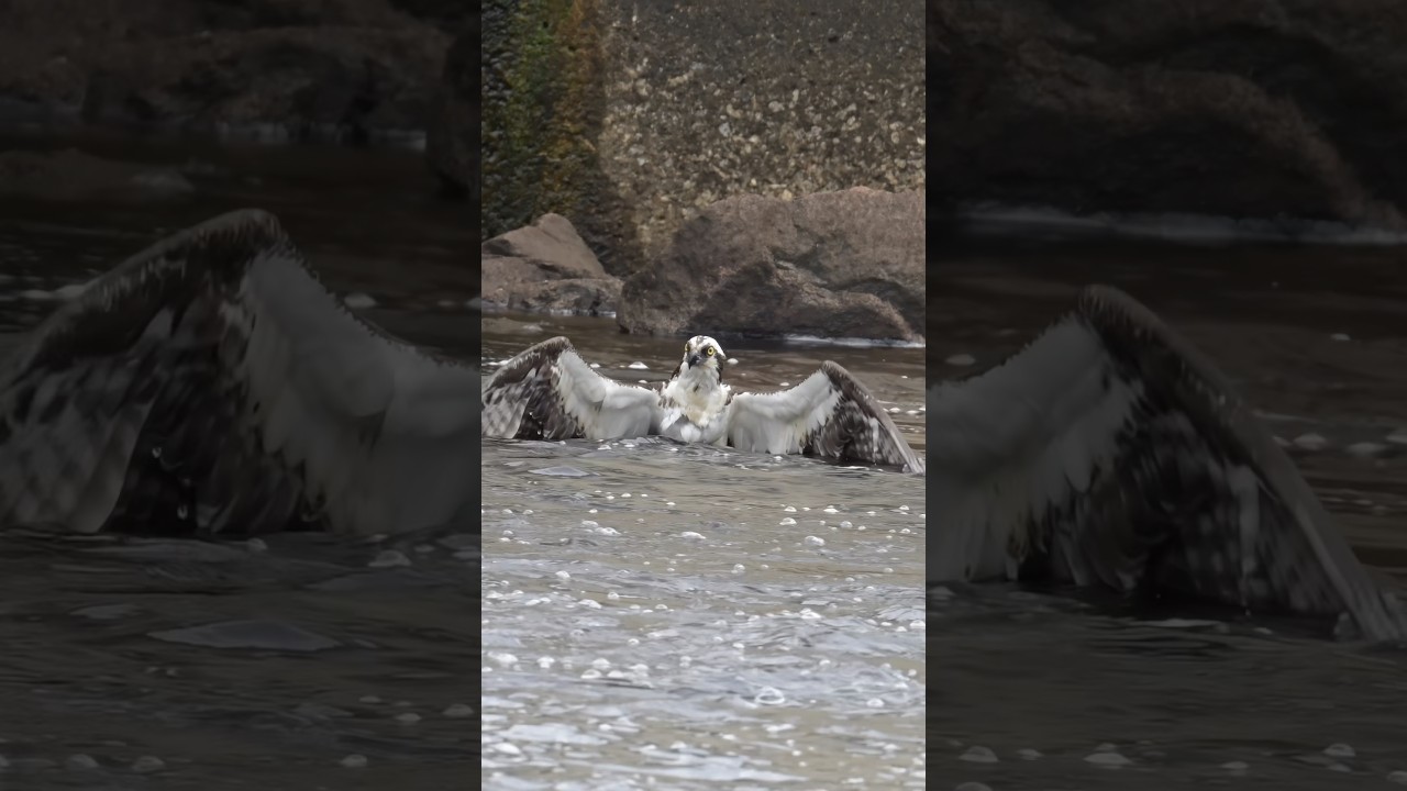 Osprey takes off with a massive fish 🐟 !!! Copyrighted. Sony FE 200-600 #wildlife #birds
