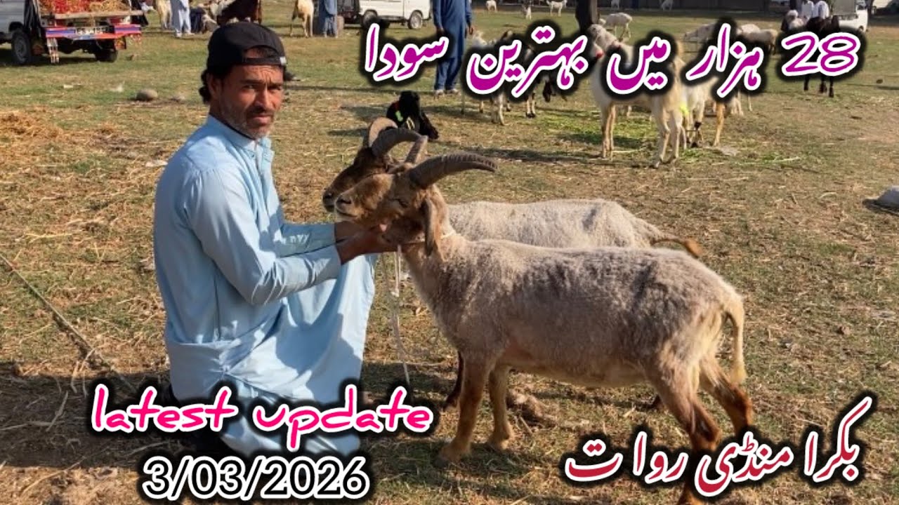  Today Bakra Mandi Rawat Latest update 3 March 2026#goat 