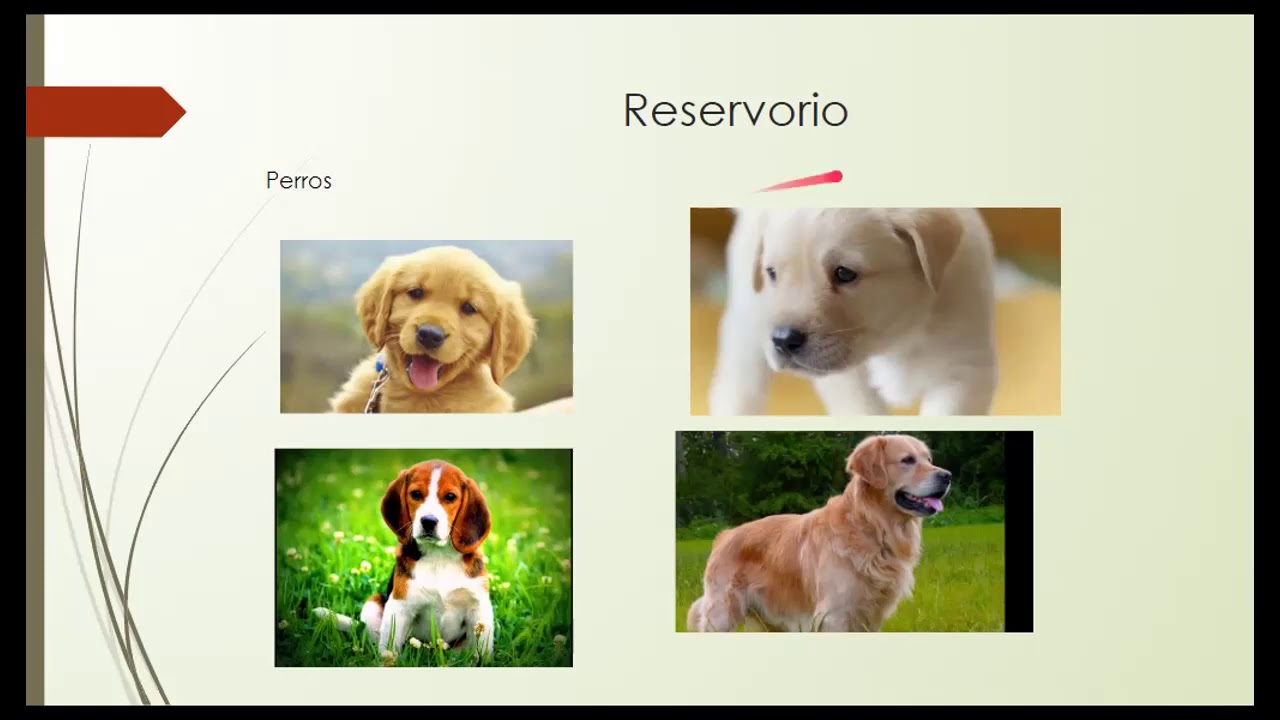 Brucelosis canina