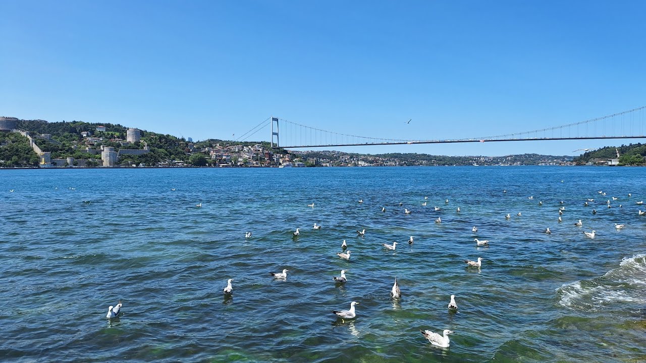 İstanbul Boğazında Martılar Kıyıda Yüzüyor