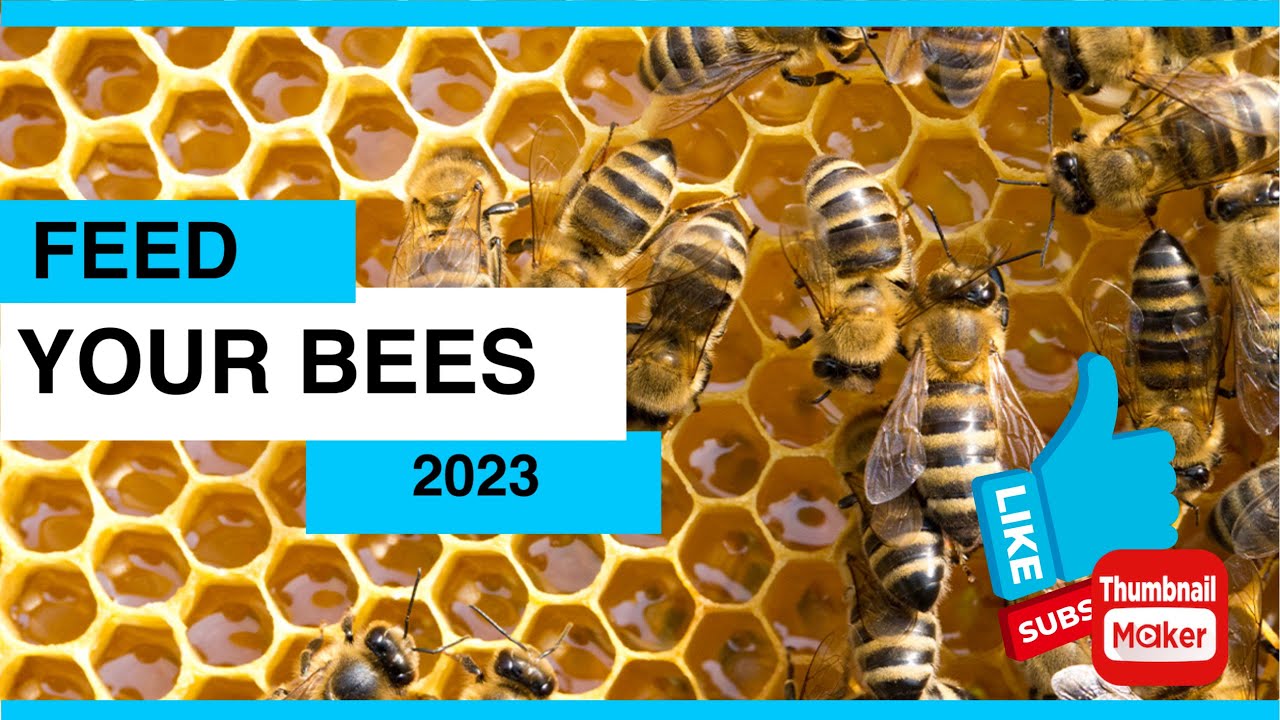 March Beekeeping 2023 - Feed Your Bees