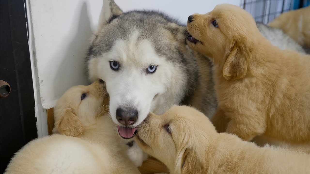 My Husky Can’t Handle the Attack of 8 Golden Retriever Puppies – Too Adorable!