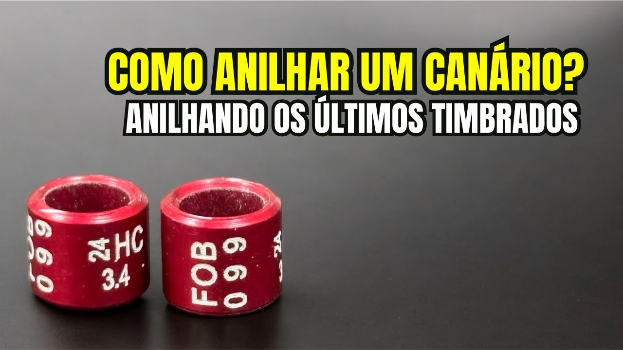 Como ANILHAR um CAN&Aacute;RIO? COMO conseguir ANILHAS? E suas INFORMA&Ccedil;&Otilde;ES