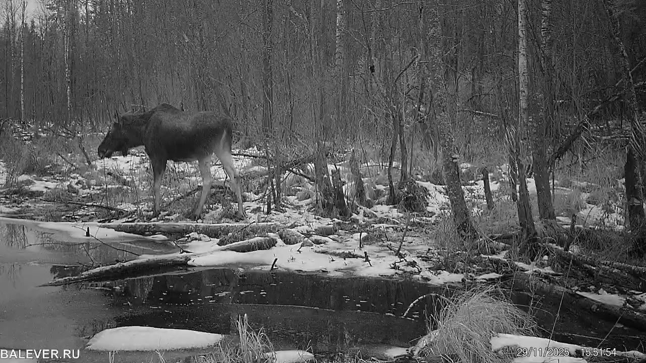 11 января 2026 г.