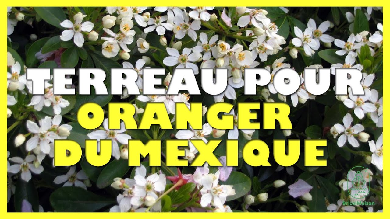 Quel terreau pour oranger du mexique