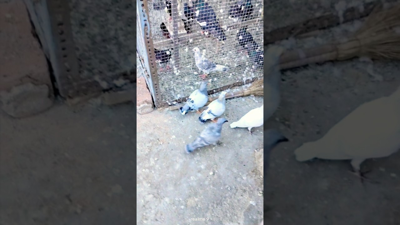 Pigeon lover#kabootarbazi#kabootar#pigeon#shortfeed#youtubeshorts#shorts#short#birds
