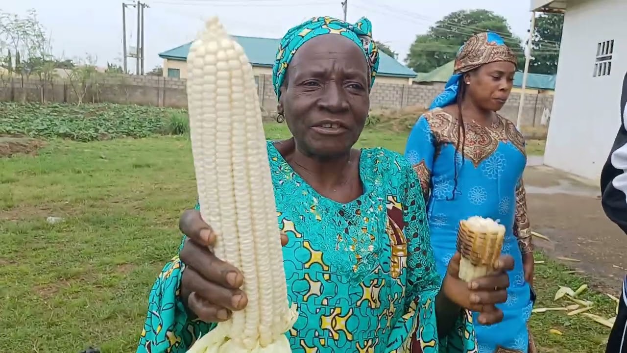 5 TON MAIZE HARVEST FROM 3,000 SQUARE METER FARM USING E-MORINGA ORGANIC FERTILIZER AFTER LOSING 20%