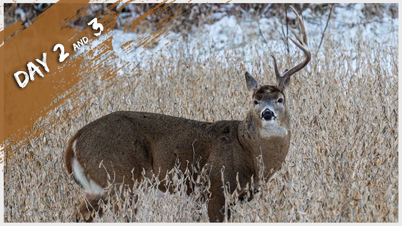 I'd Be Tagged Out If........ Late Season Bowhunting | Day 2 & 3