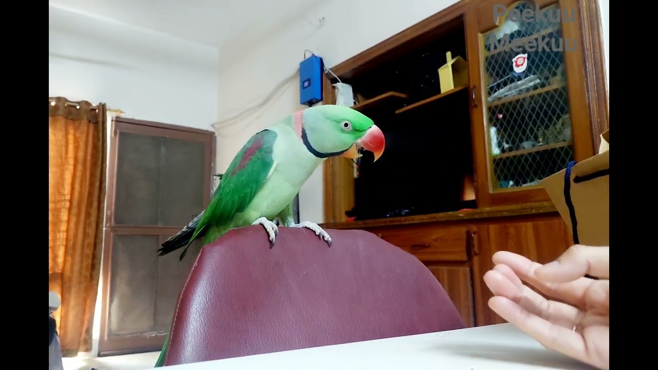 Cute Funny Greek Ringneck parrot talking