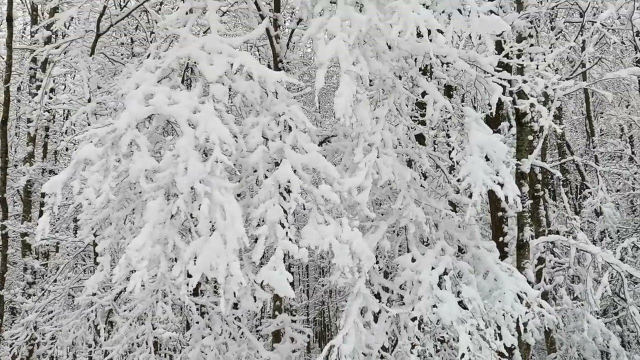 Первый снег. Фрайбург. Der erste Schnee. Freiburg  4K