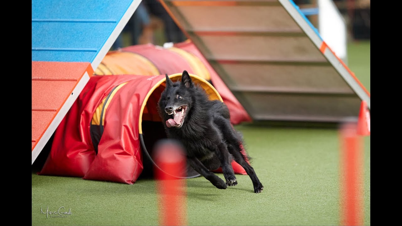 Clash Folly .:: AWC qualifications 2019 [AGILITY]