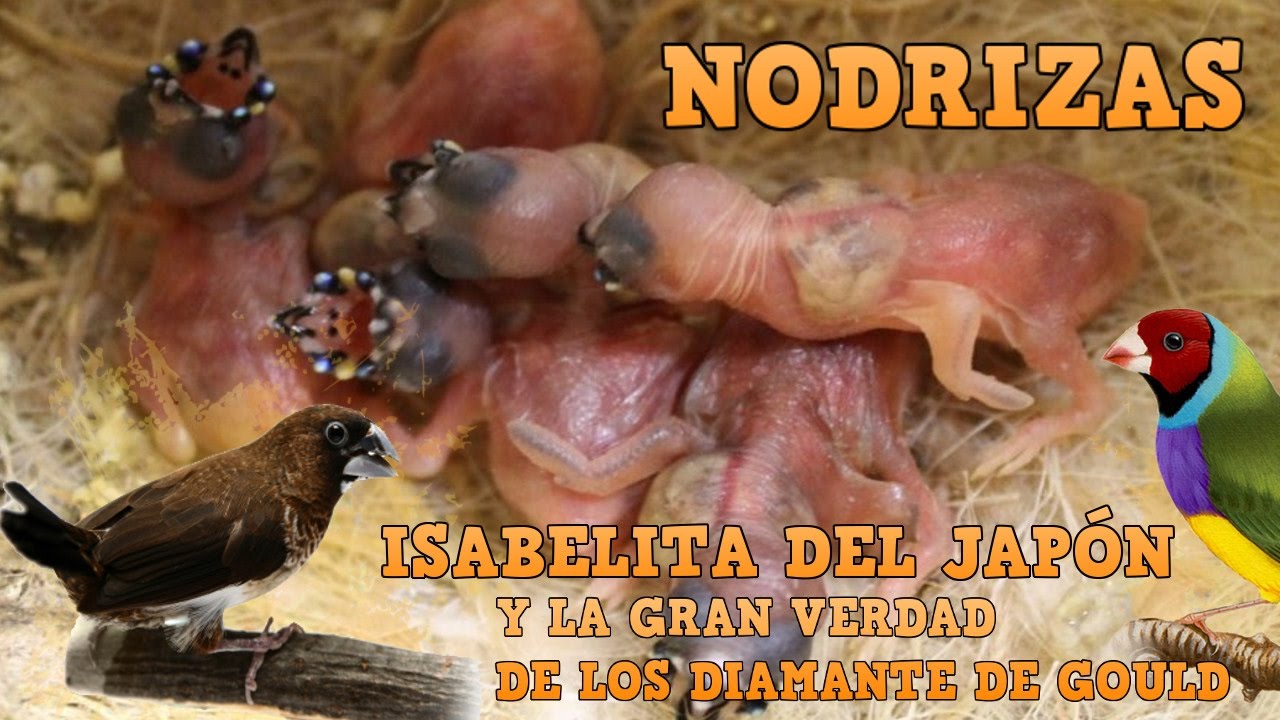 NODRIZAS - Isabelitas del japón y la verdad sobre el Diamante De Gould