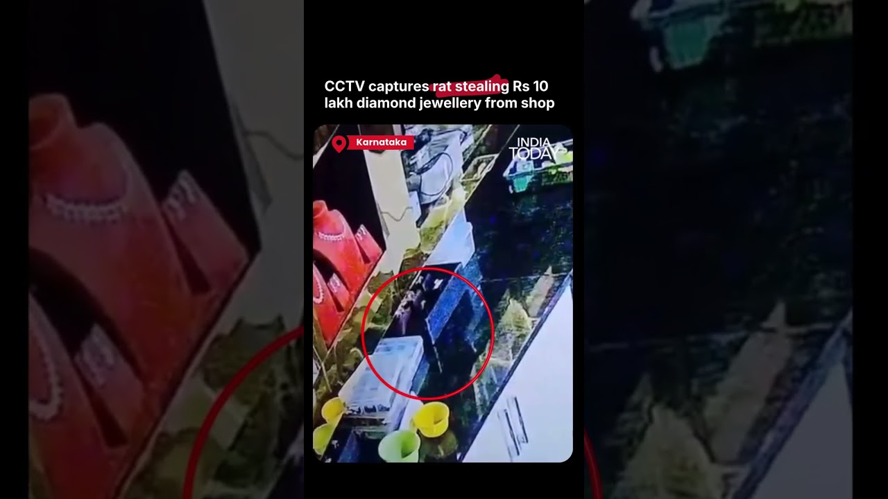 Karnataka News: CCTV Captures Rat Allegedly Dragging Away ₹10 Lakh Jewellery From Store #viralvideo