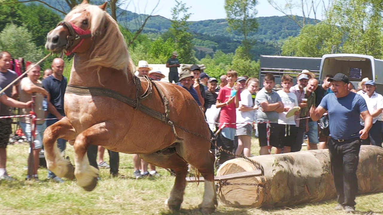 Cai de tracțiune proba de simplu Cămărzana-Satu Mare 2 August 2025