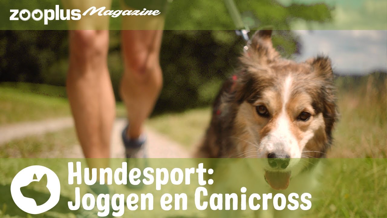 Joggen & canicross: loopsporten voor honden en mensen