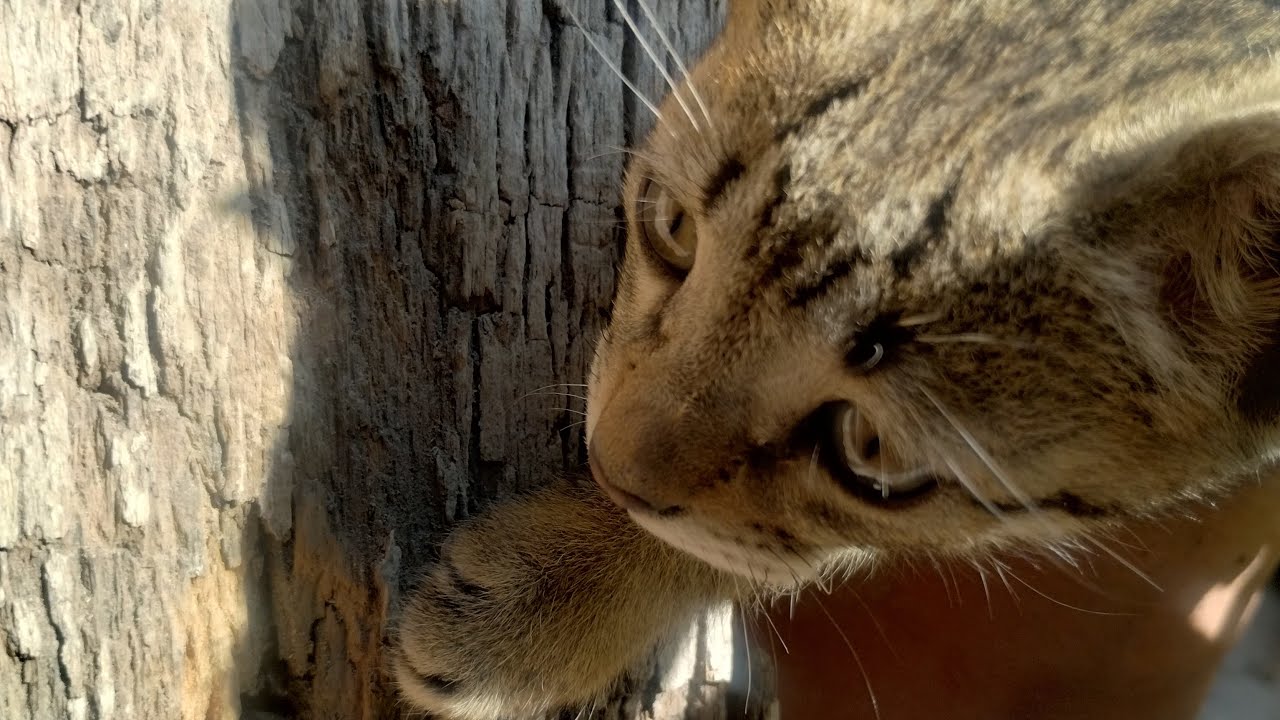 cat ke bache bechare bhot bhot bhuke h cat lovers live aa jao #cat #shorts #catlovers