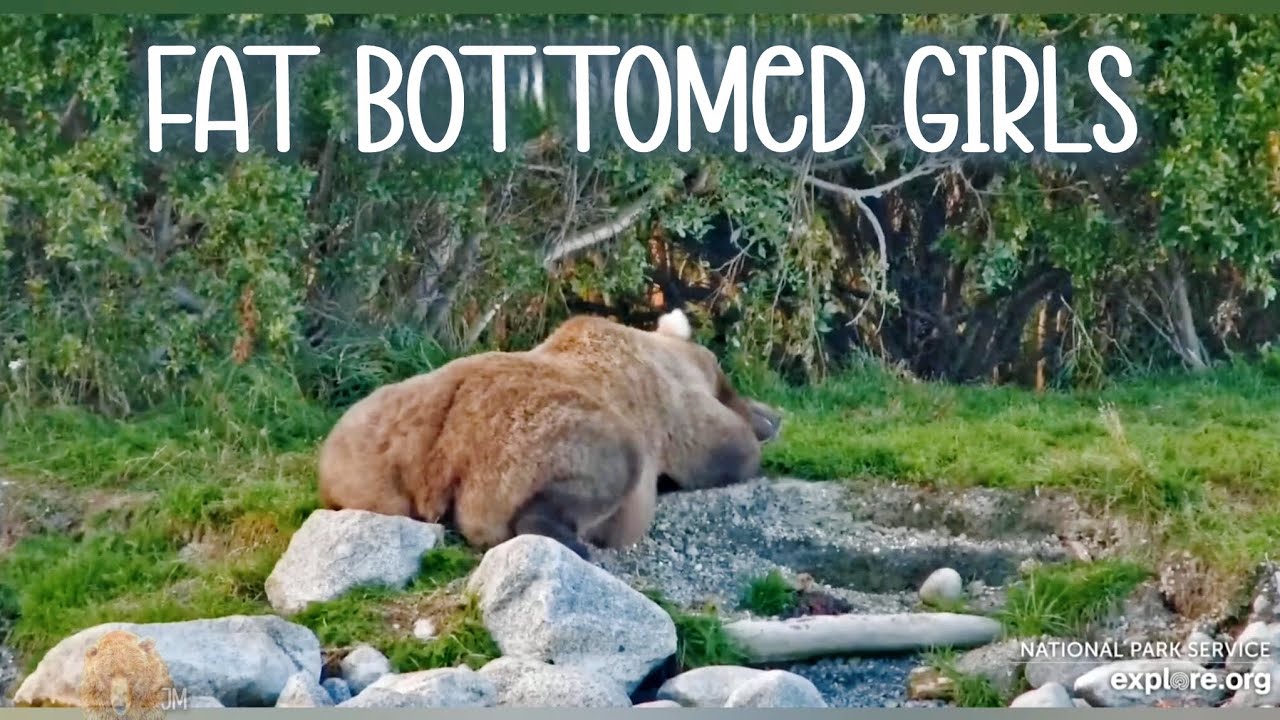 FATTY Female Bears ▪︎ 2025 ▪︎ Brooks River ▪︎ Katmai Brown Bears ▪︎ Explore.org
