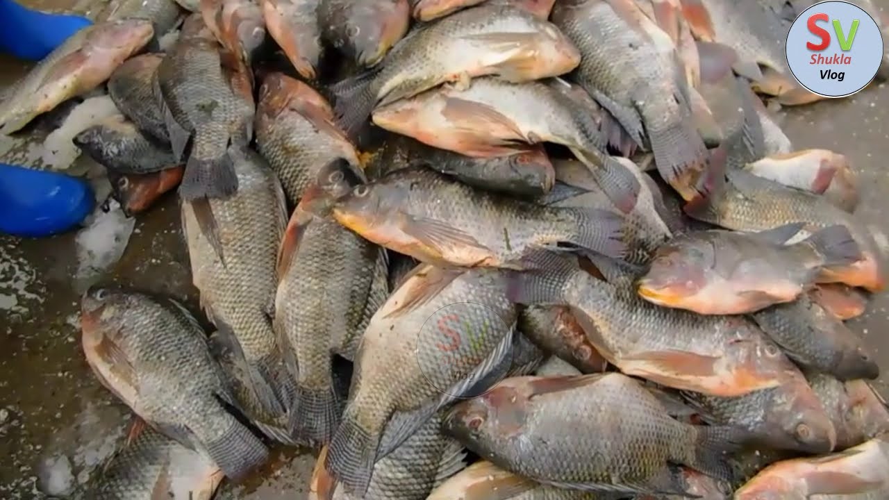 At what price are fish available in Delhi's wholesale fish market @ shuklavlogs