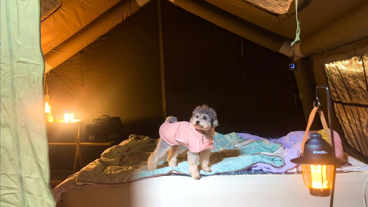 추운 겨울⛄️ 따뜻한 텐트🏕  애기와 겨울 캠핑 즐기기 🐶 / Snowy Vibes & Warm Tent: Dog's Favorite Winter Camping ❄️🐶