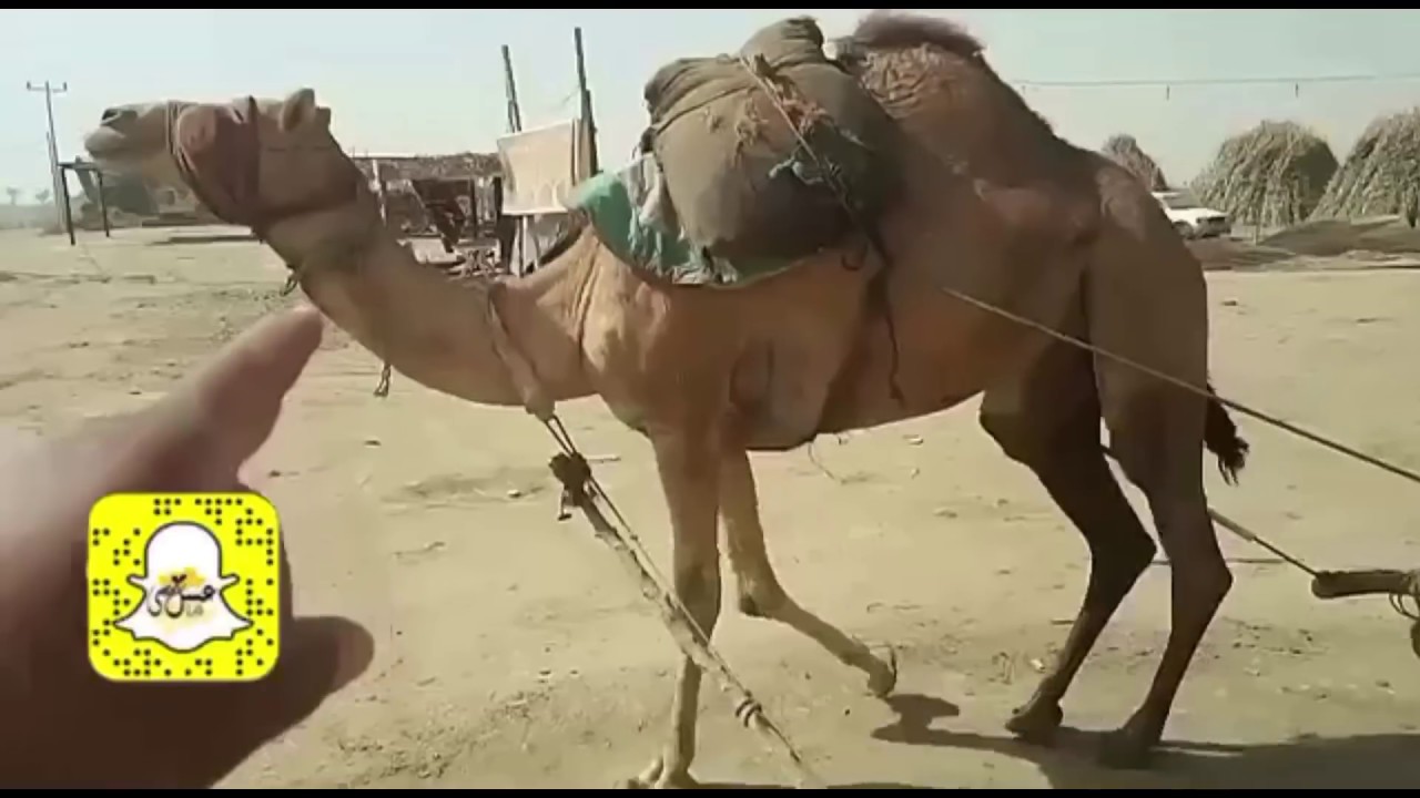 شاهد كيف يتم إستخراج زيت السمسم البلدي في جيزان بالطريقة التقليدية قديما