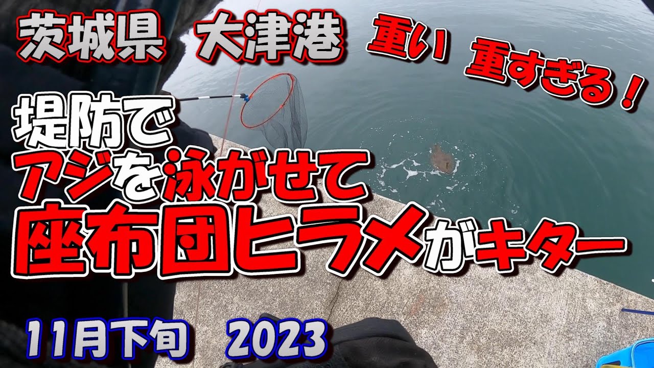 茨城県　大津港　サビキ釣り　11月下旬　堤防でアジを泳がせて座布団ヒラメを釣った日　2023　(飲ませ釣り)　ヒラメ70ｃｍ