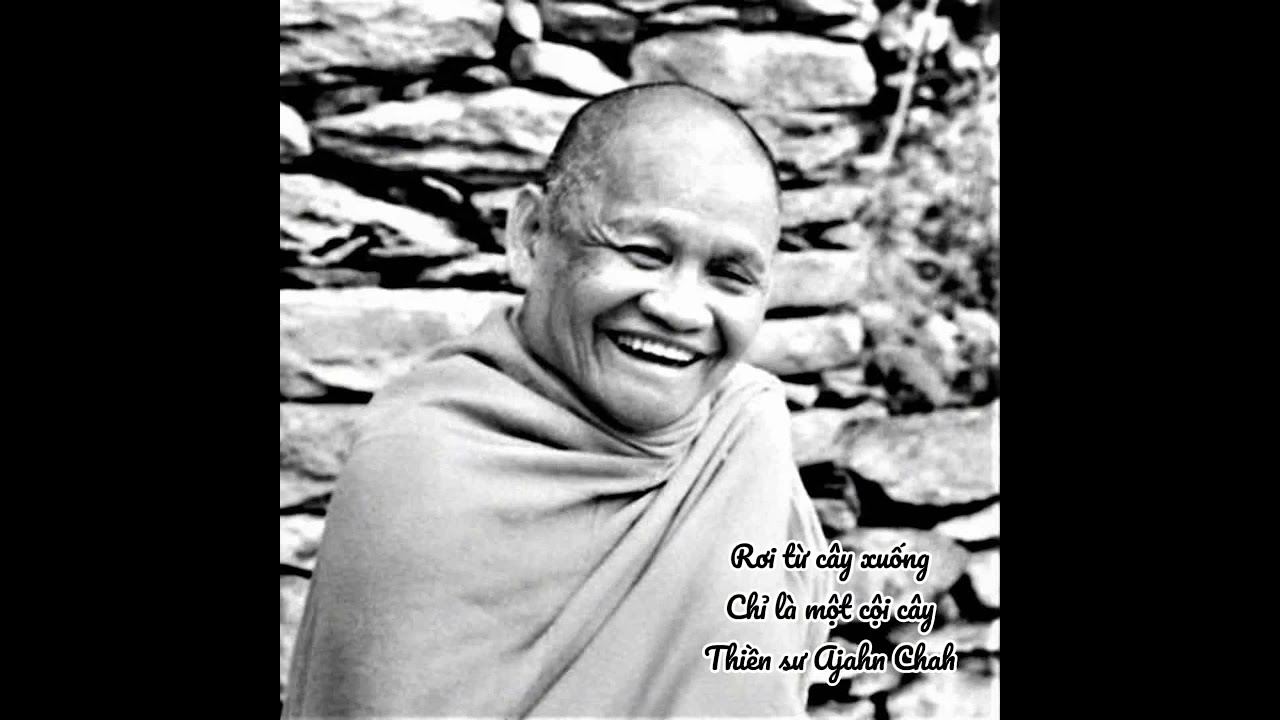 RƠI TỪ CÂY XUỐNG - THIỀN SƯ AJAHN CHAH (Trích: Chỉ là một cội cây)