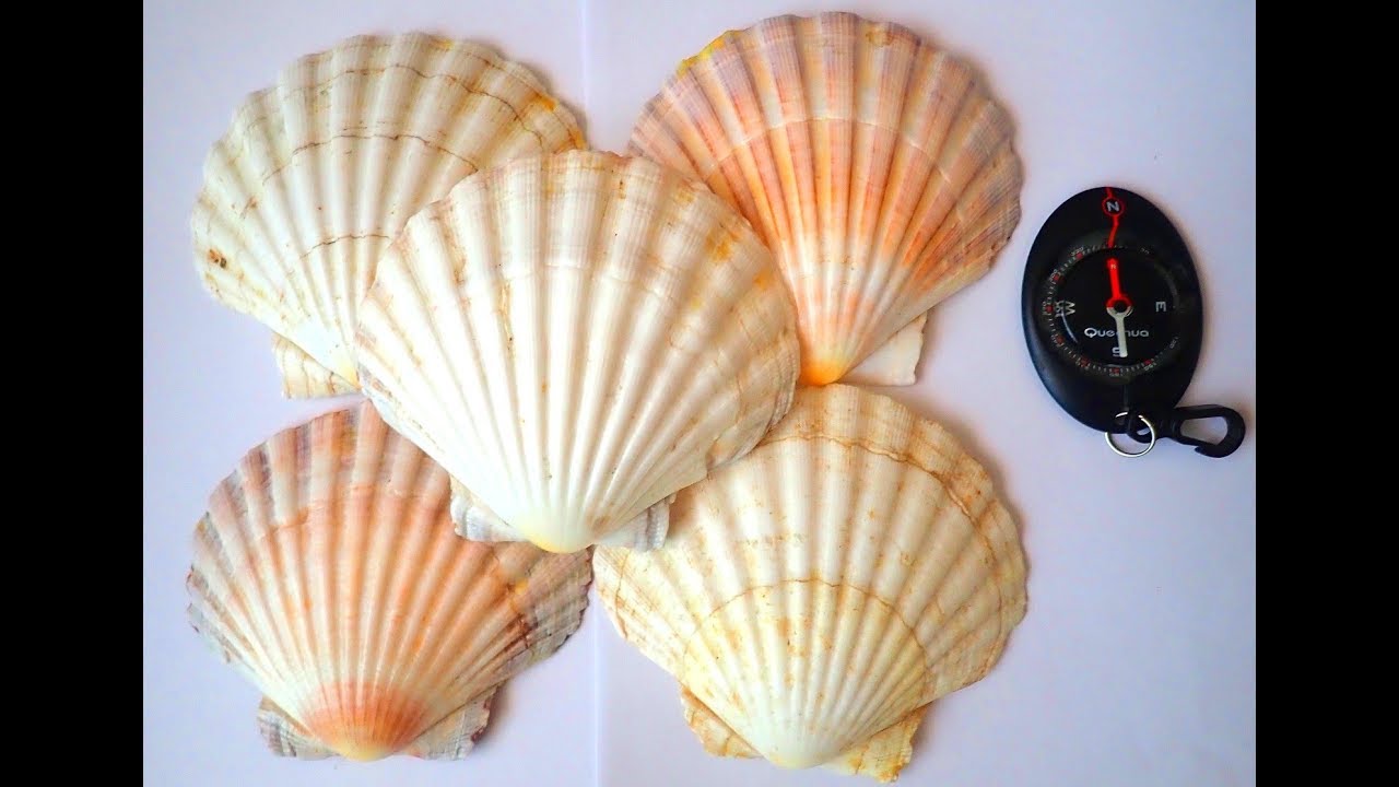 Comment augmenter le taux vibratoire d'un lieu avec le pouvoir de la Coquille Saint Jacques