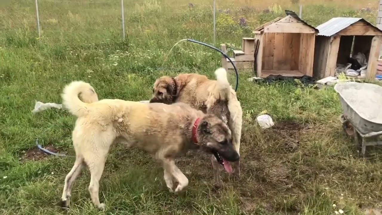 FAÇAYLA AZAT ÇOK FENA BOĞUŞTULAR  25 DAKİKA BOYUNCA AYIRAMADIM !