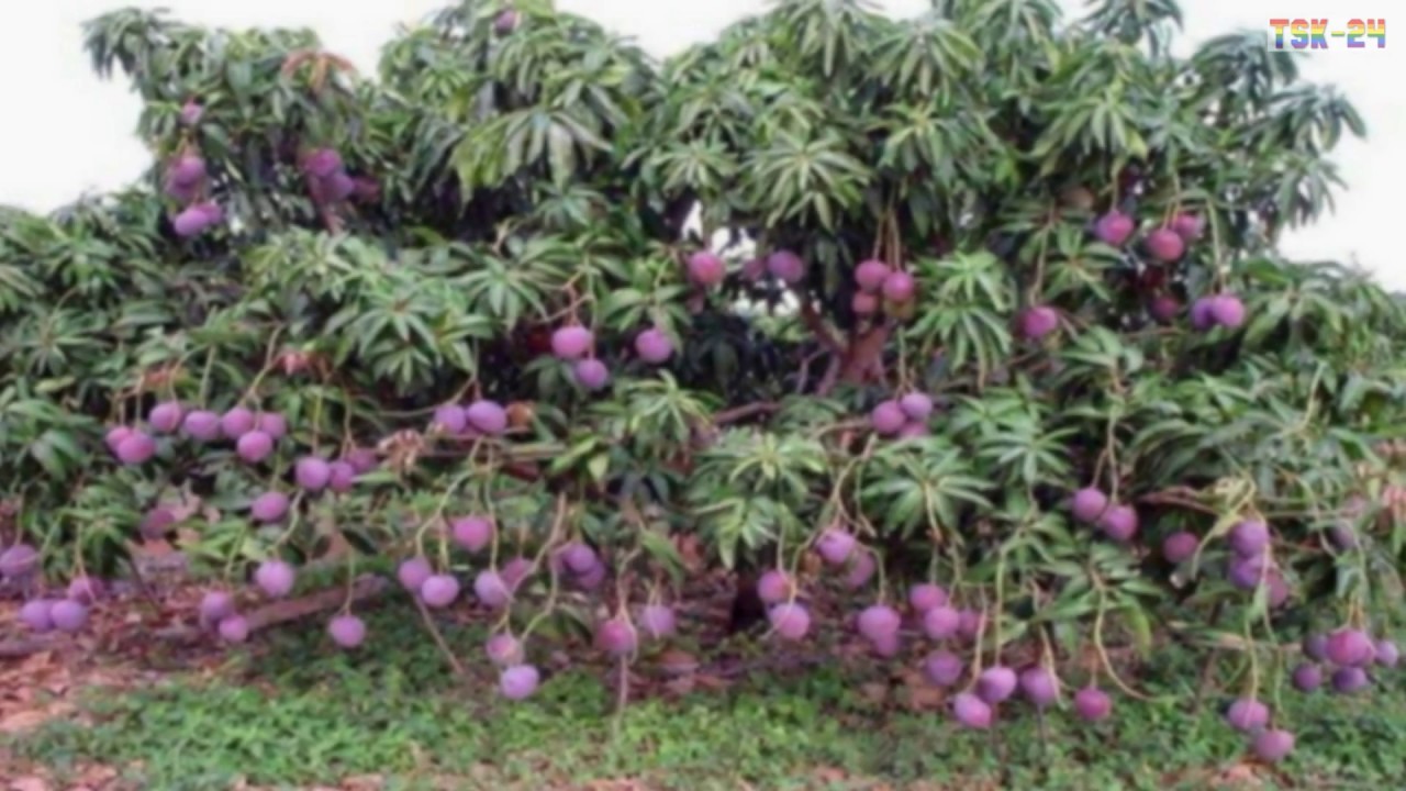 WOW! Amazing Agriculture Technology - Mango