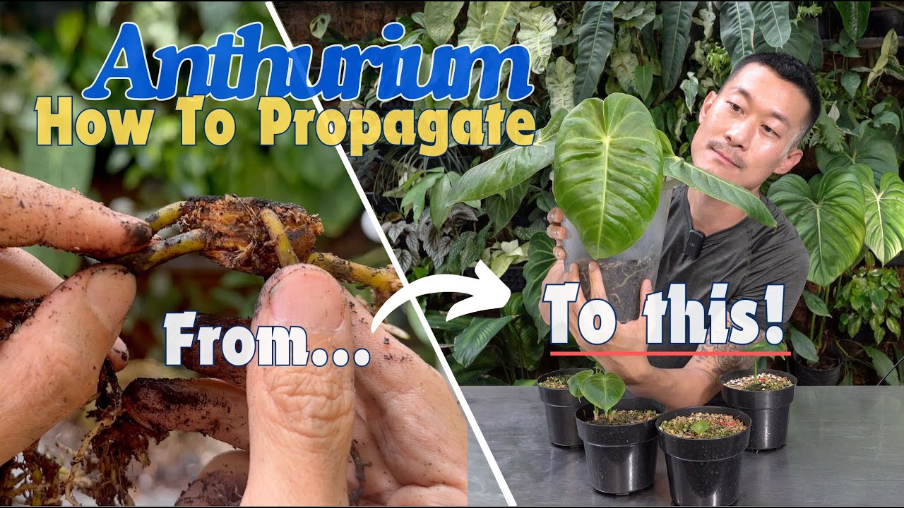 EASY! Anthurium Propagation By Bare Node Cuttings! (With Satisfying Update)