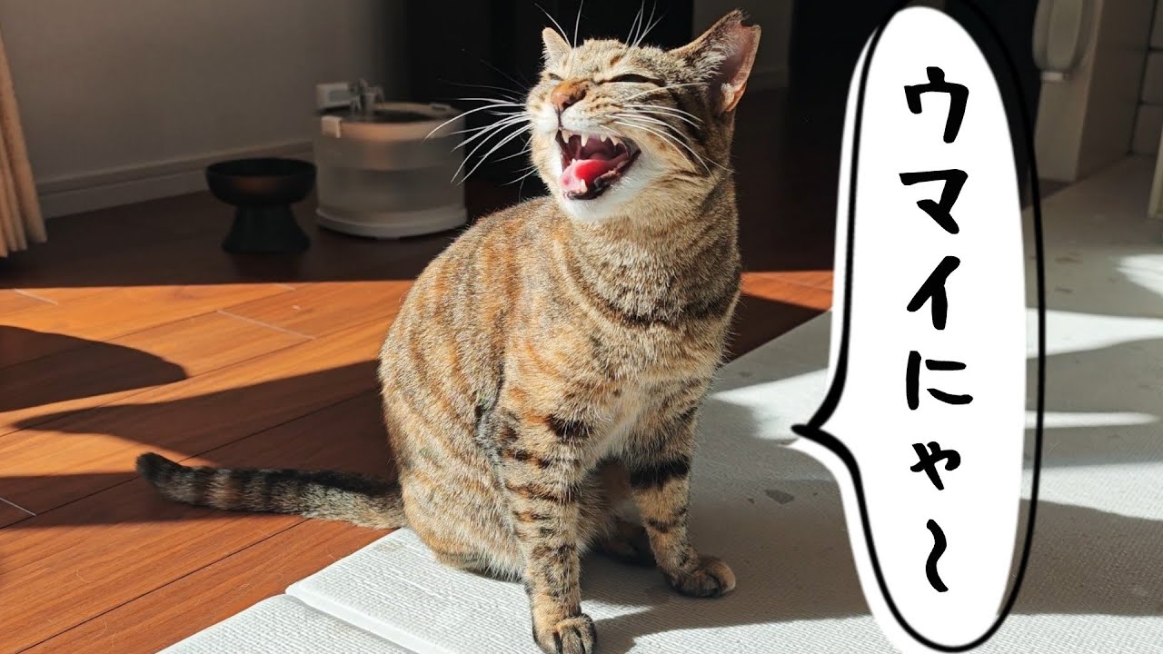 猫が喜ぶ大好物を比較してみたら意外な結果になりました