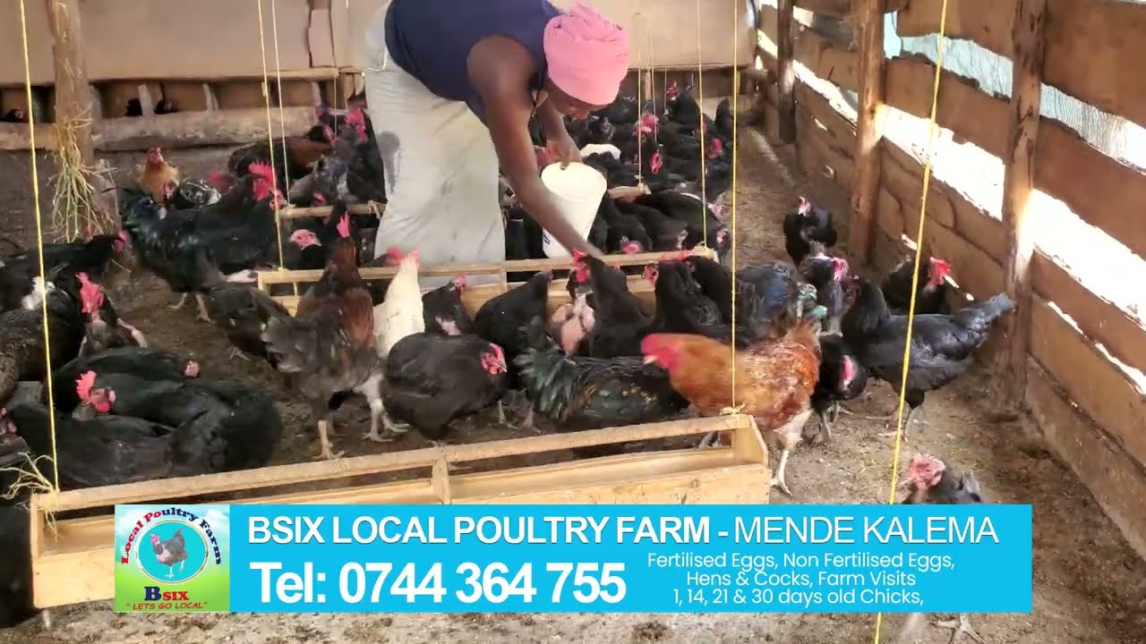 You Need To Know The  Following If You Want To Start local chicken  0787.67.05.72 .