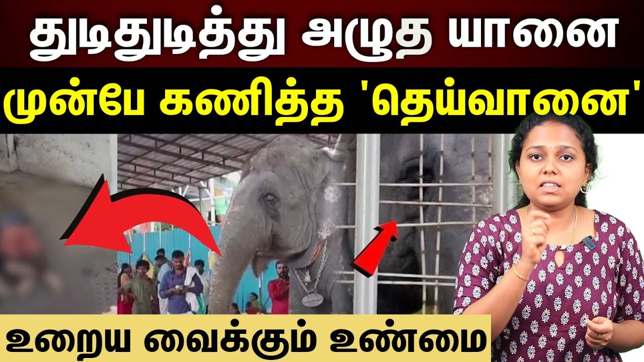 thiruchendur elephant attack | பாகனைக் கொன்ற இடத்திலேயே...கண்கலங்க வைக்கும் வீடியோ