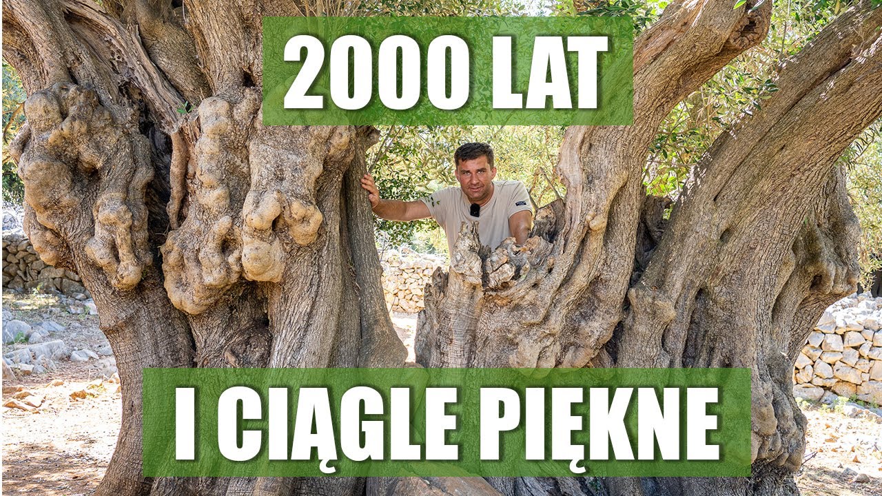 Najstarsze drzewa. Oliwka która ma 2000 lat.