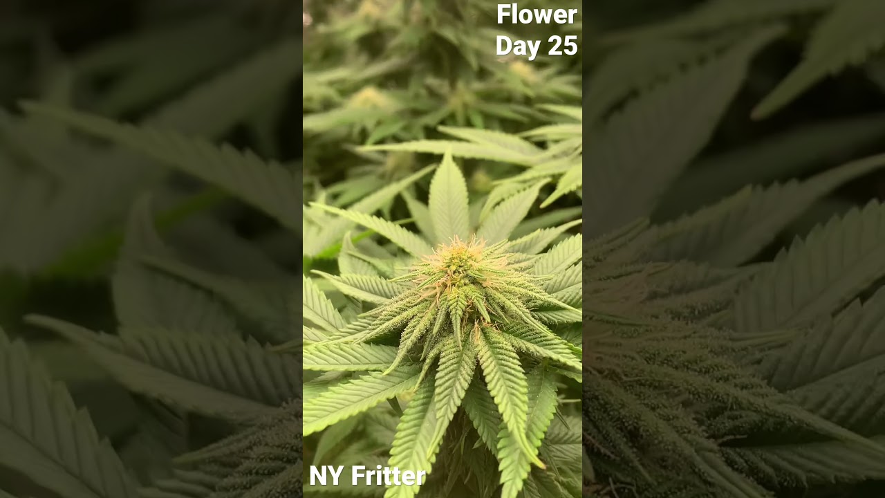 NY Fritter Flower Day 25 #grow #scrog #organic #cannabis #ny
