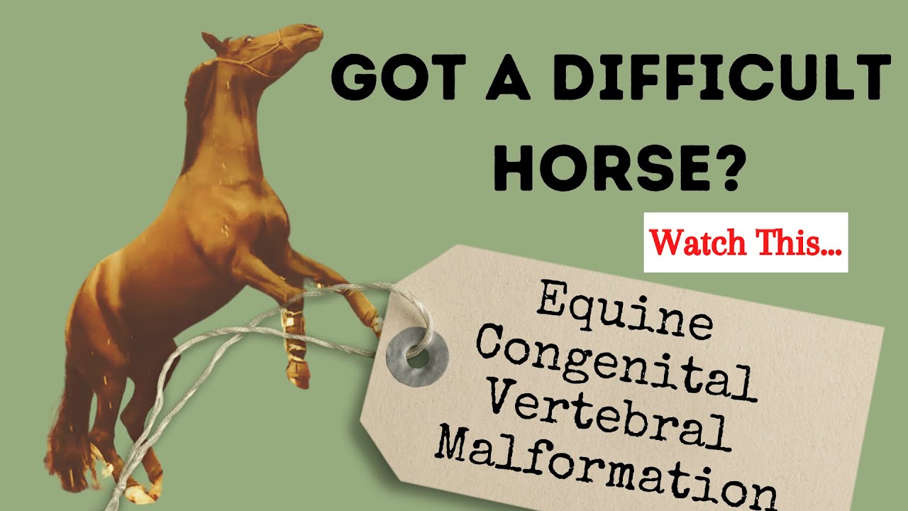 Difficult Horse? Equine Congenital Vertebral Malformation (ECVM)