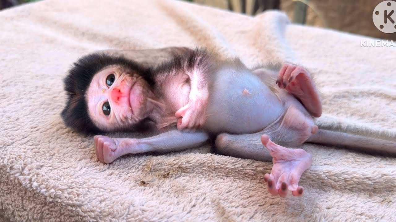 &ldquo;Morning Milk with Love 🥰 Baby Monkey Luci 🍼🐒&rdquo;