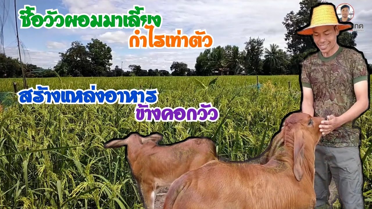 ซื้อวัวผอมมาเลี้ยง ได้กำไรเกินครึ่ง พร้อมสร้างแหล่งอาหารข้างคอก เลี้ยงกบ เลี้ยงปลาในนาข้าว