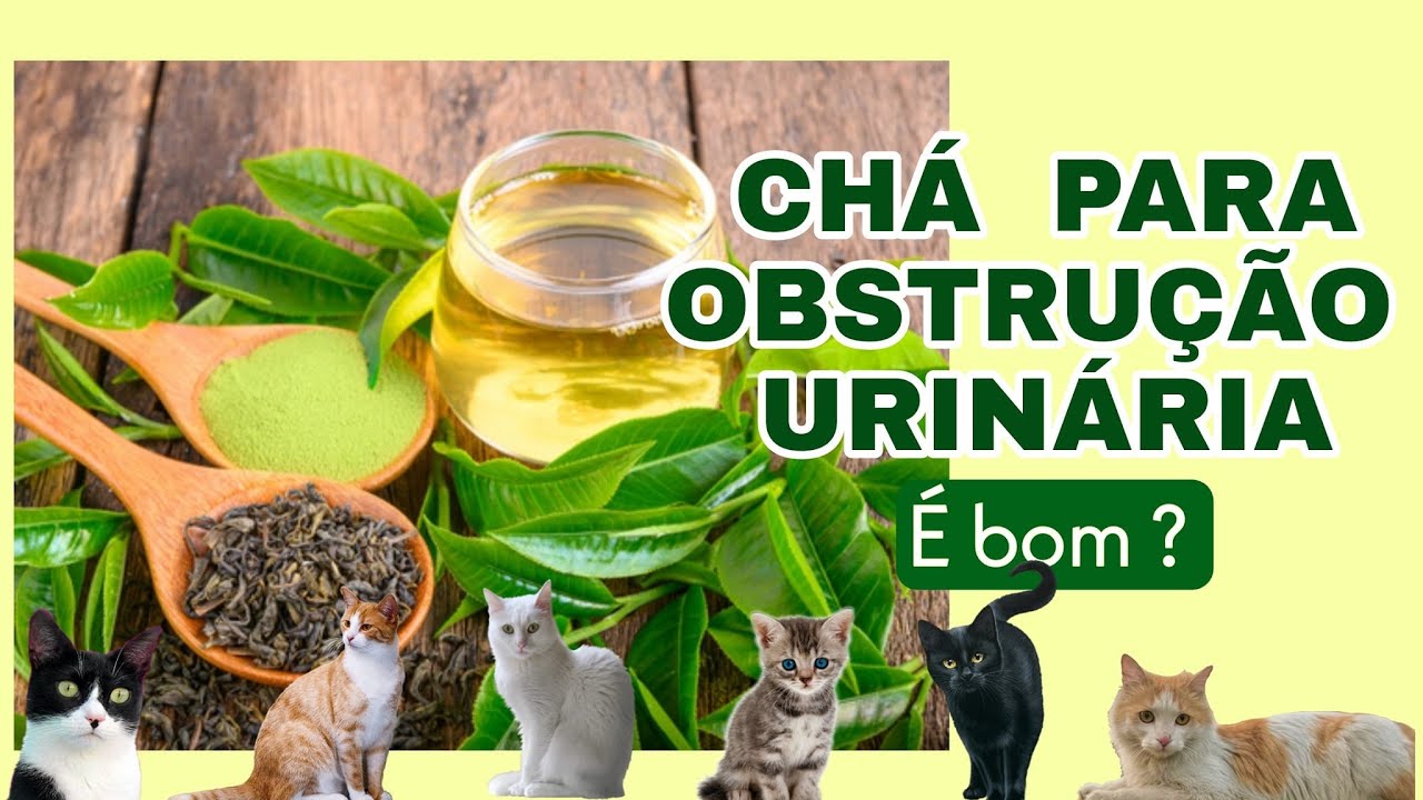 Dei chá para meu gato obstruído , como foi   ? Quais ervas  usei ?