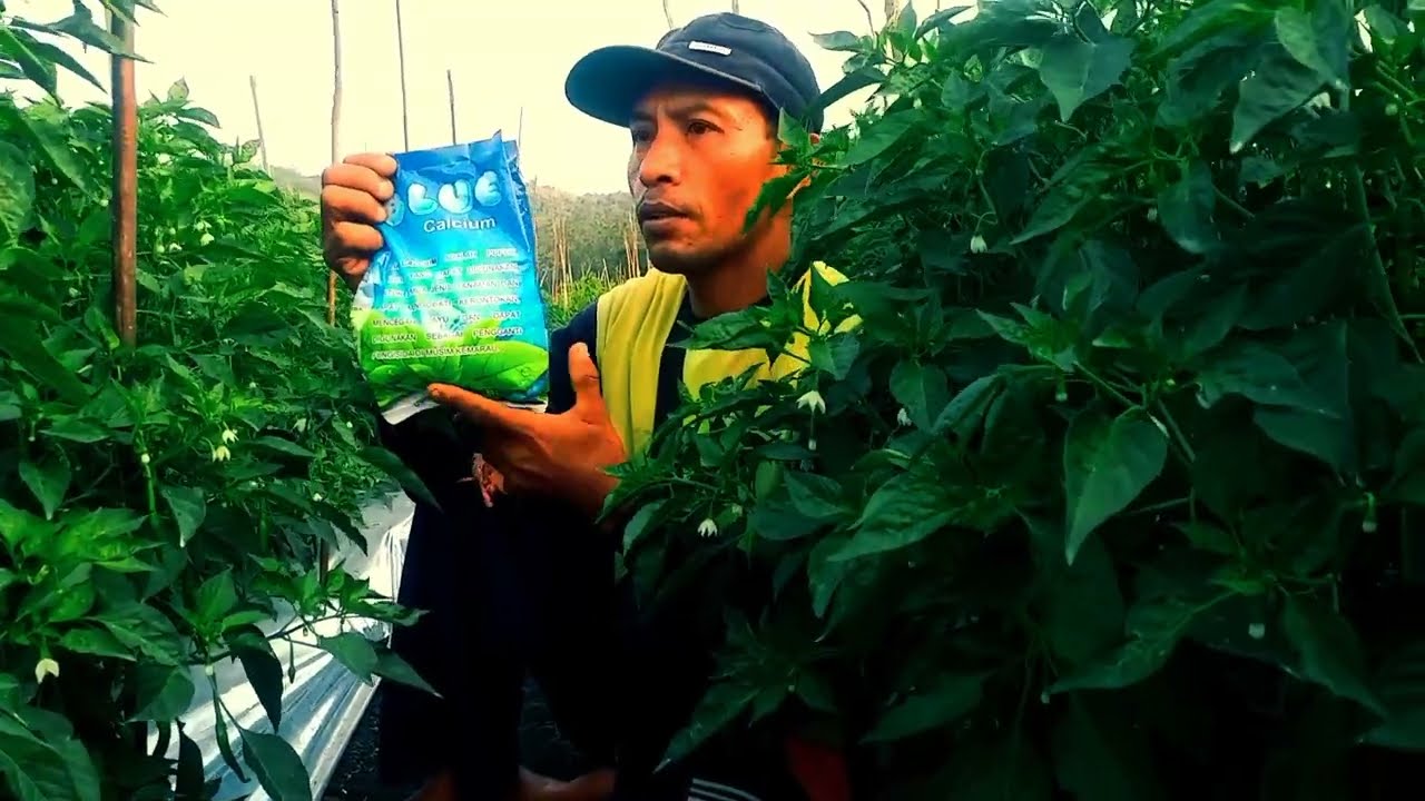 cara merawat tanaman cabe merah | cabe merah imola | cabe imola umur 59 hari #cabe #cabai #cabemerah