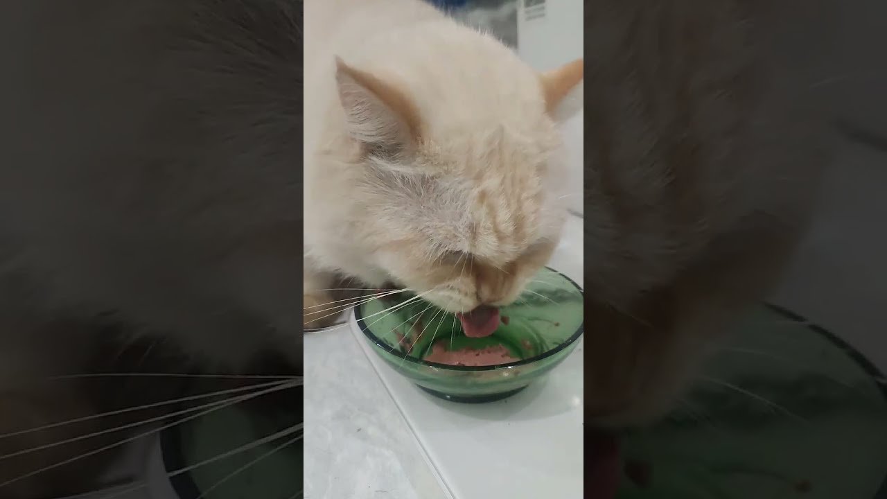 Cat Mukbang ASMR #cat  #mukbang 