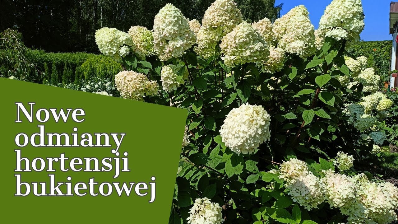 NOWE ODMIANY HORTENSJI BUKIETOWEJ 🌺🥀🪴