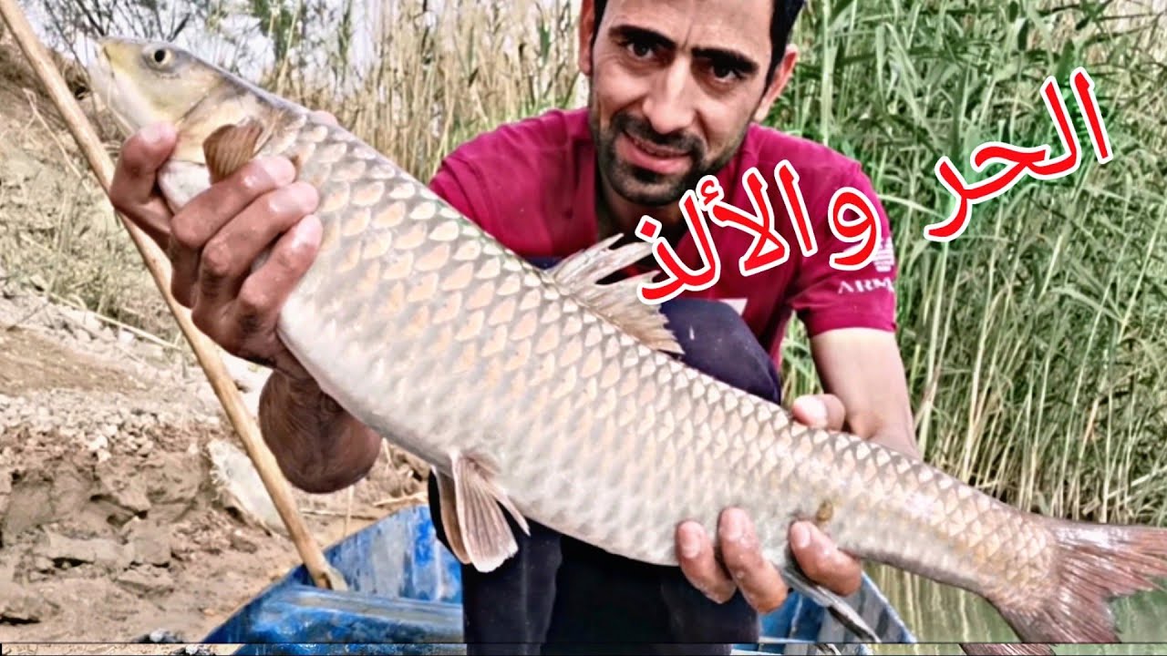 شاهد صيد أجمل وألذ الأسماك الكطان والشبوط