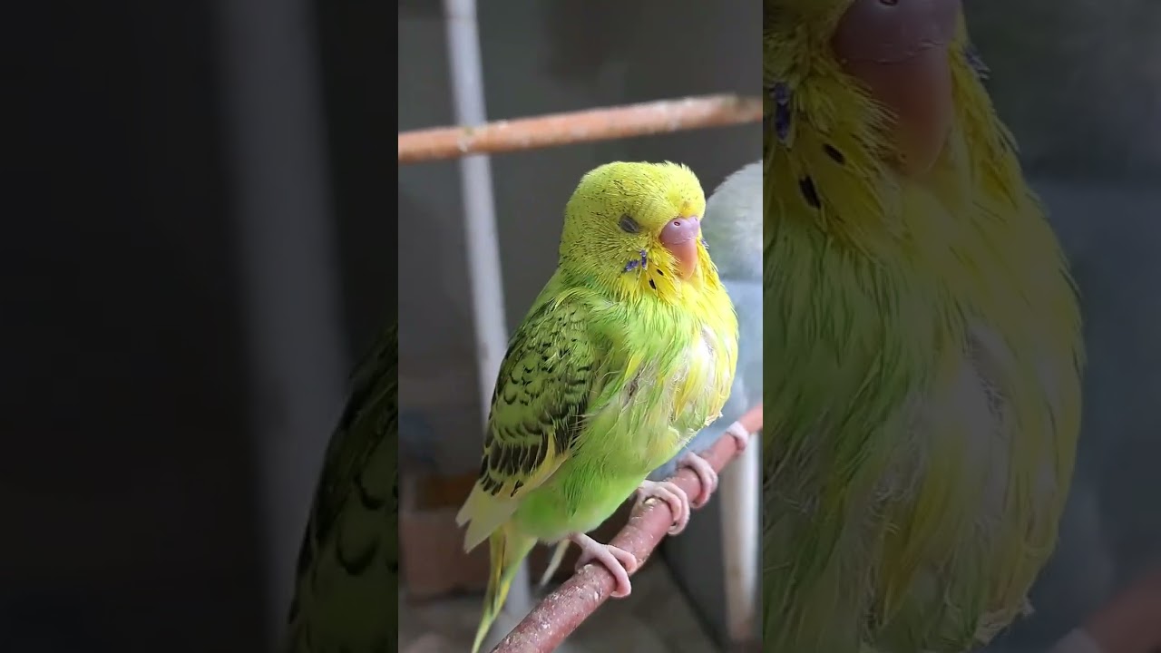Piriquito ADH da linha verde. 