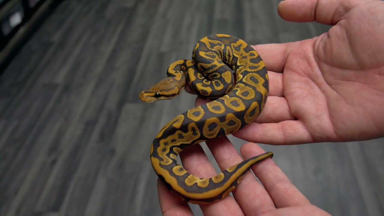 Hypo Clown Combos & More