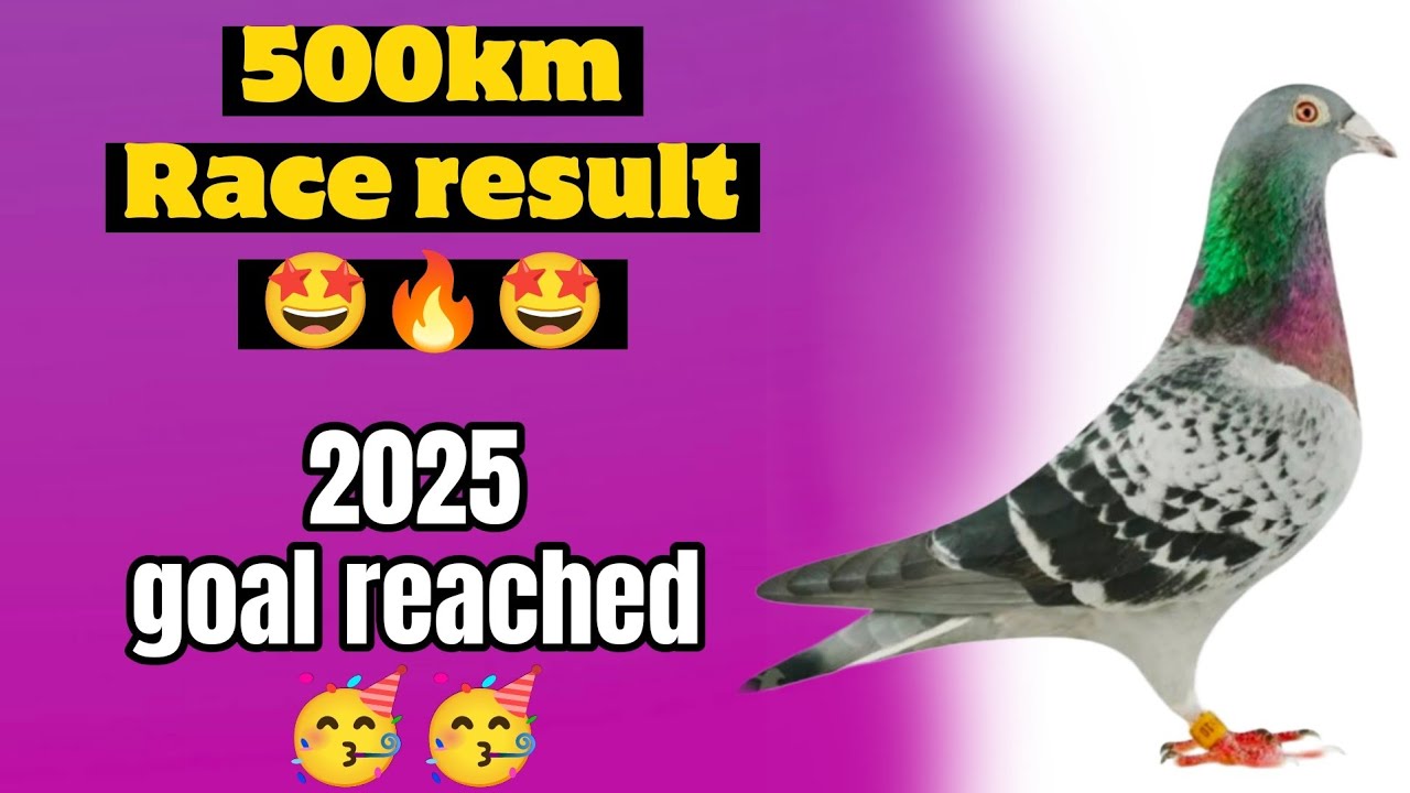 🥳 500km result bhayya 😎 finally goal reached 🥳🤩🤙 result is bamg💥 #racinghomerpigeon 