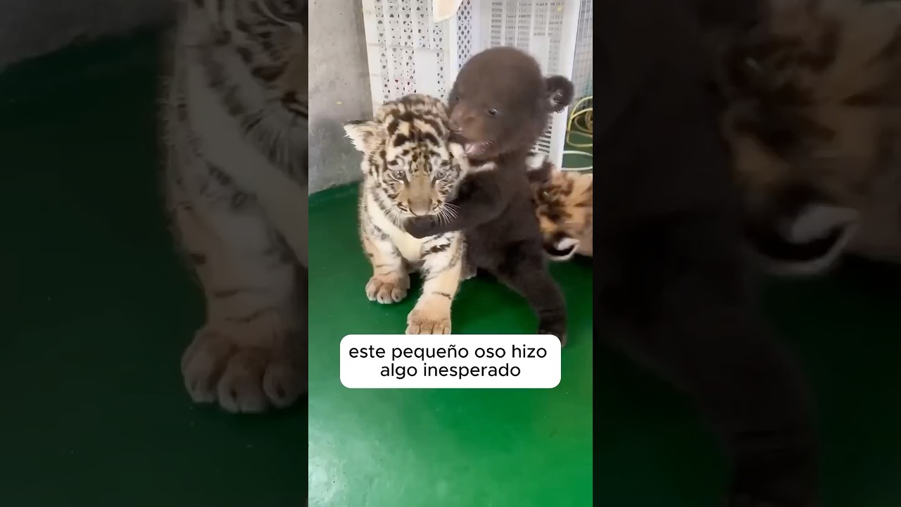 Extraña hermandad entre un cachorro oso 🐻 y tigre 🐯 #❤️shorts #animals #shortsviral  #love