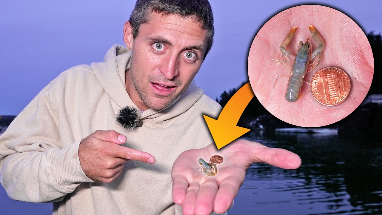 Attempting to SAVE 30,000 baby lobsters