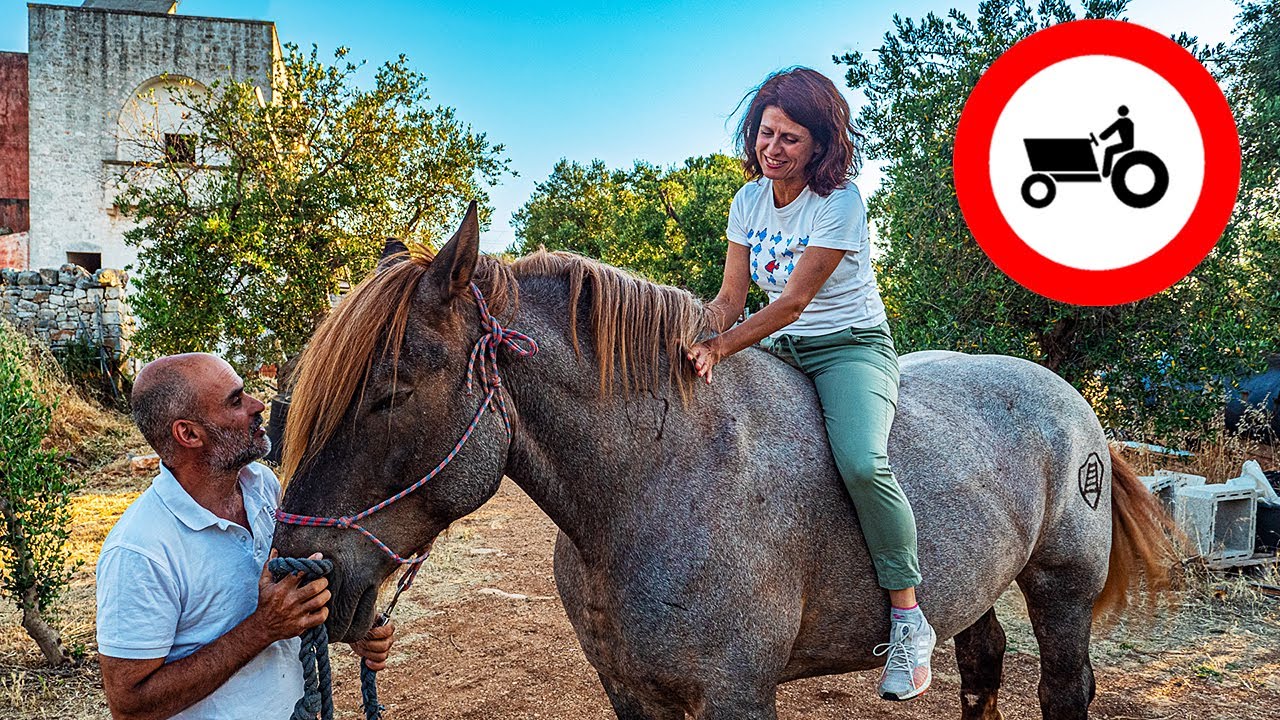 CAVALLO AGRICOLO ITALIANO: meglio del TRATTORE! 🐴